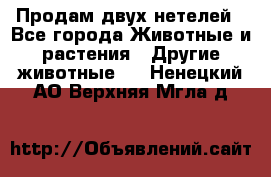 Продам двух нетелей - Все города Животные и растения » Другие животные   . Ненецкий АО,Верхняя Мгла д.